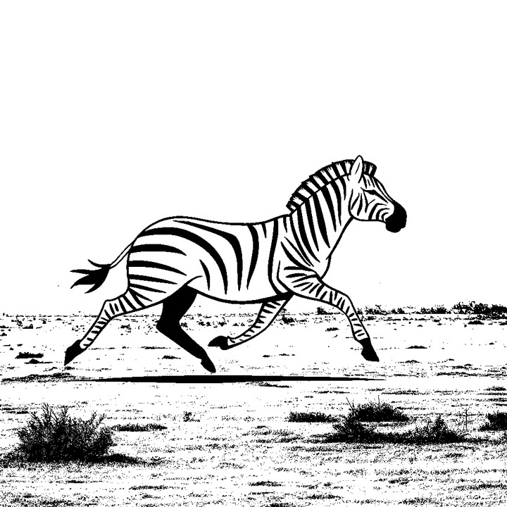 Dessin d'un zèbre en train de courir dans la savane. Le zèbre est représenté en noir et blanc, avec des lignes de couleur noire pour les teintes et des lignes de couleur blanche pour les lignes de couleur. Le zèbre est en mouvement, avec ses pattes levées et sa crinière flottant derrière lui. La savane est représentée surtout par des herbes, donnant une impression de vaste espace ouvert. L'image capture la beauté et la grâce du zèbre dans son environnement naturel.